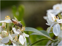 PETITES BÊTES